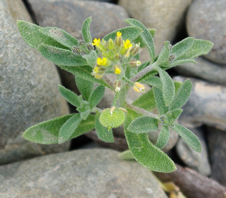 Image of Alyssum simplex specimen.