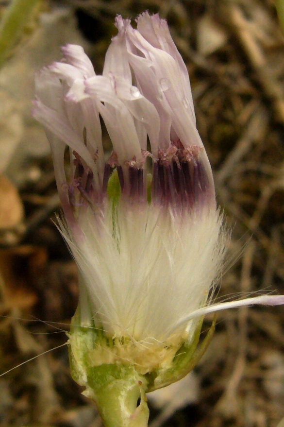 Image of Steptorhamphus linczevskii specimen.