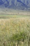 Ferula karatavica. Плодоносящее растение. Южный Казахстан, верховья Арыси. 21.06.2011.