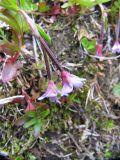 Epilobium anagallidifolium. Цветки. Интинский р-н, Приполярный Урал, хр. Малдынырд, истоки руч. Алькесвож, обводнённая подошва курумного уступа. 22.07.2011.