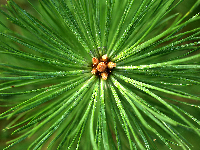 Image of Pinus sylvestris specimen.