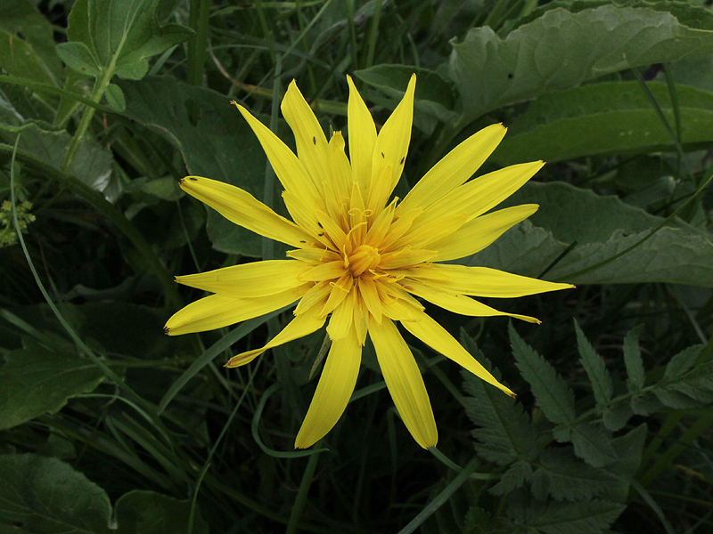 Изображение особи Tragopogon reticulatus.