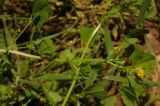 Medicago arabica