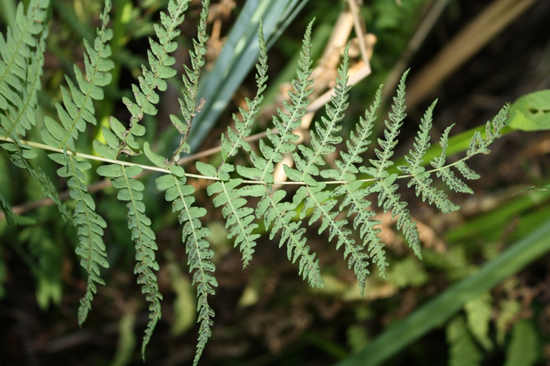 Изображение особи Thelypteris palustris.