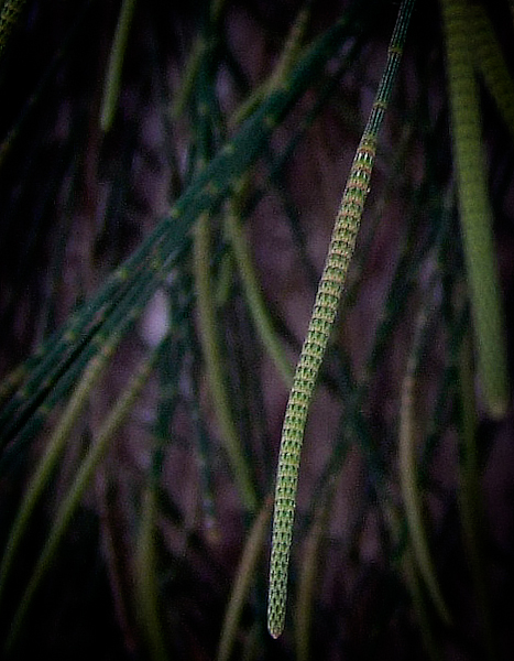 Изображение особи Casuarina equisetifolia.