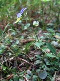 Viola tricolor. Цветущее растение. Смоленск, лесопарк Красный бор. 17.06.2011.