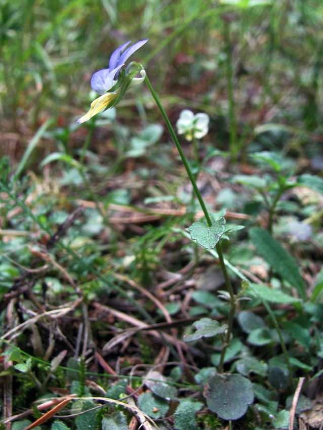 Изображение особи Viola tricolor.