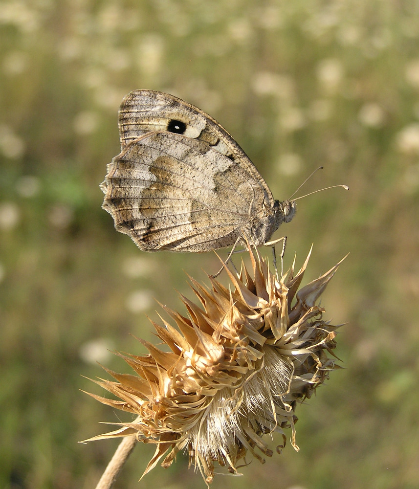 Image of Carduus thoermeri specimen.
