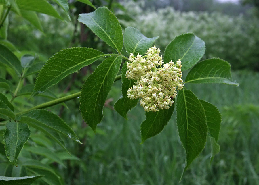 Image of Sambucus miquelii specimen.