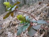 Euphorbia amygdaloides