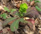 Euphorbia amygdaloides. Верхушка побега с прошлогодними и молодыми листьями и цветками. Крым, гора Северная Демерджи, западный склон, дубовый лес. 20 апреля 2012 г.