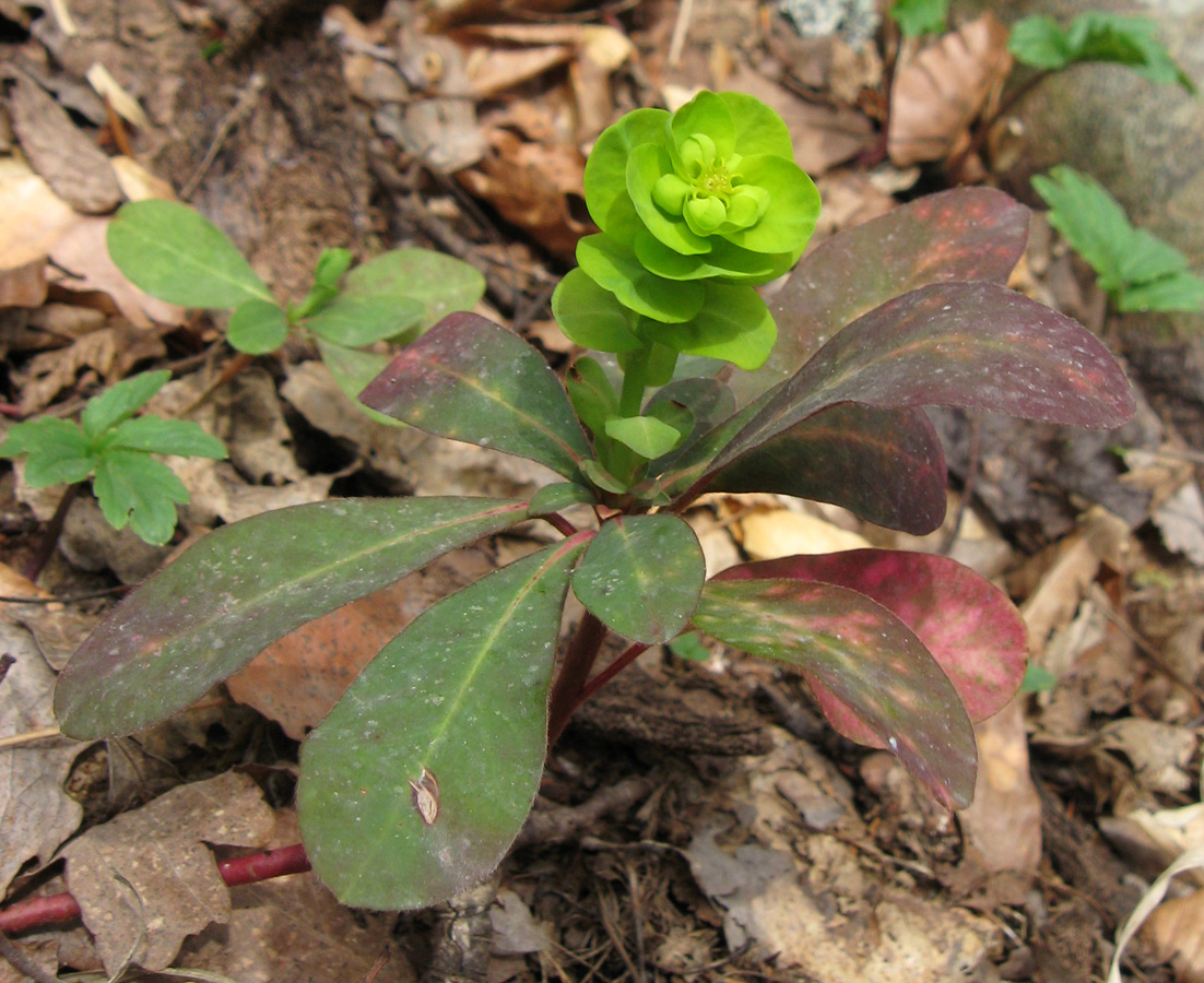 Изображение особи Euphorbia amygdaloides.