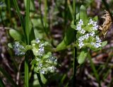 Valerianella locusta. Верхушка цветущего и плодоносящего растения. Ростовская обл., Азовский р-н, побережье Таганрогского залива, окр. с. Займо-Обрыв. 29.04.2012.