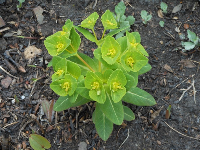 Image of Euphorbia komaroviana specimen.