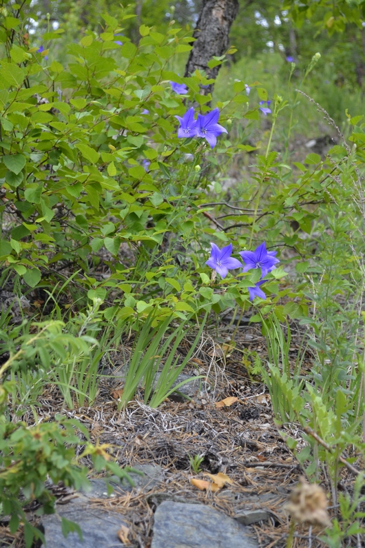 Изображение особи Platycodon grandiflorus.