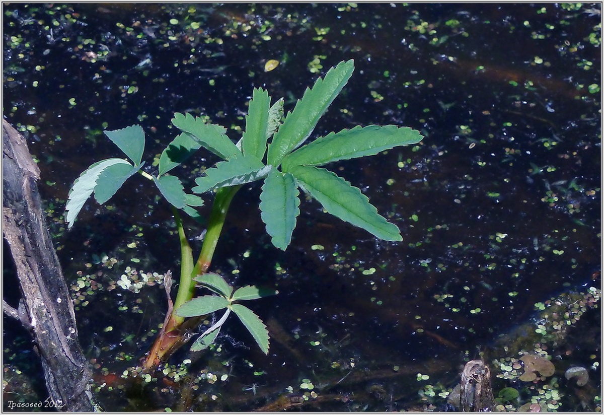 Image of Comarum palustre specimen.