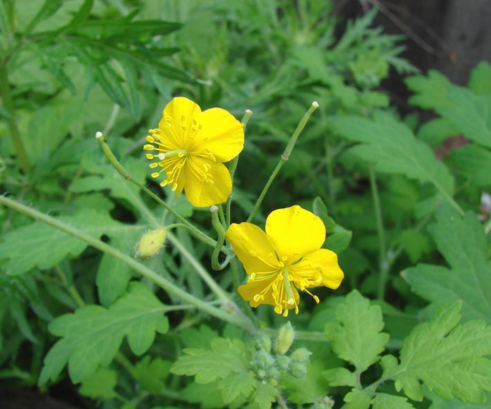 Image of Chelidonium majus specimen.