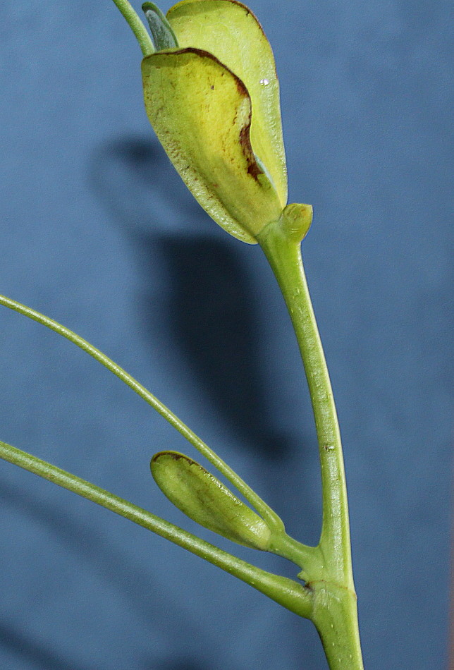 Image of Liriodendron tulipifera specimen.