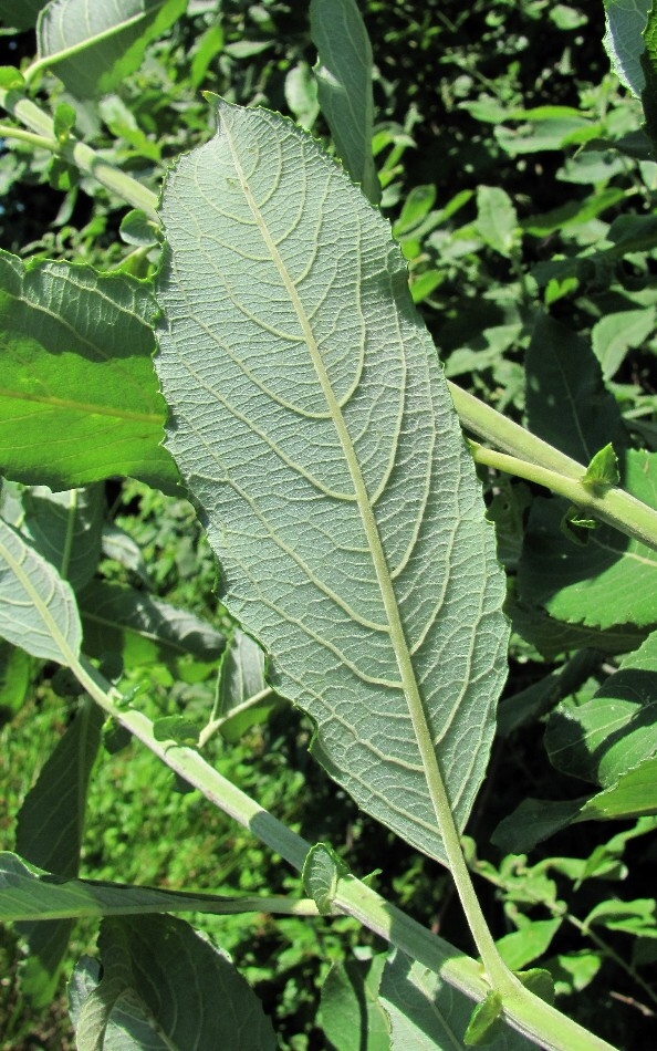 Image of Salix cinerea specimen.