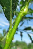 Salix phylicifolia. Часть побега (гибрид S. phylicifolia × S. dasyclados). Окр. Архангельска, окраина свалки древесных отходов. 10.07.2012.