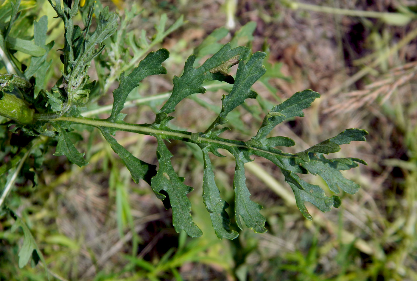 Изображение особи Senecio jacobaea.