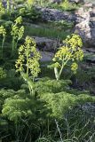 Ferula tenuisecta