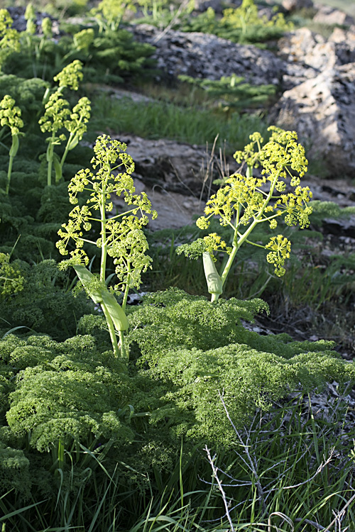 Изображение особи Ferula tenuisecta.