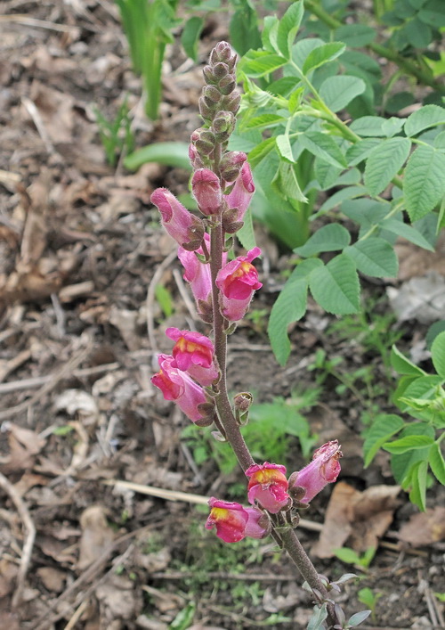 Изображение особи род Antirrhinum.