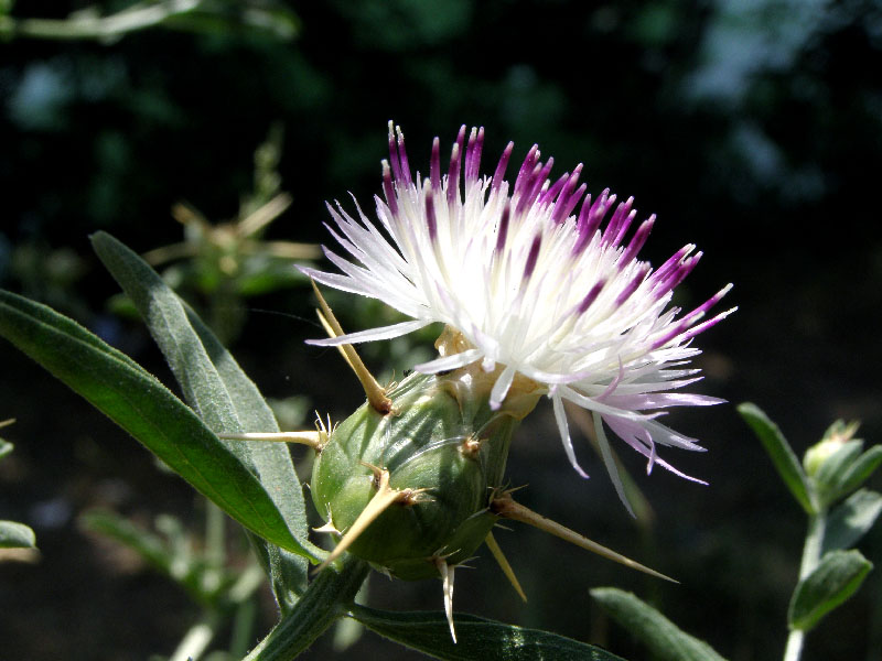 Изображение особи Centaurea iberica.