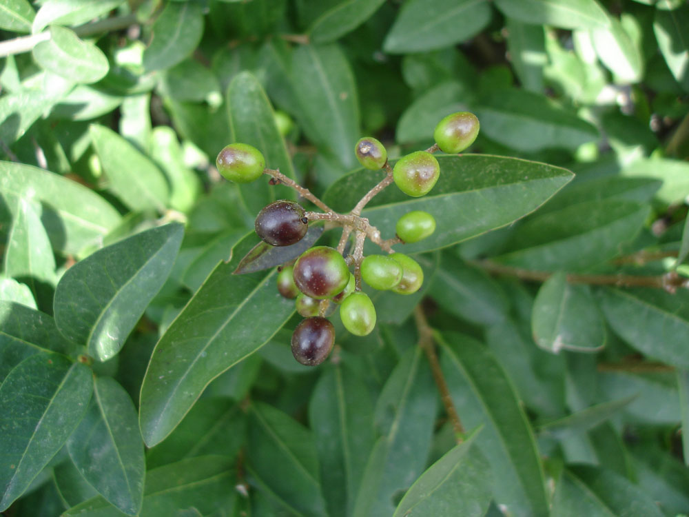Image of Ligustrum vulgare specimen.