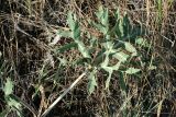 Eryngium campestre. Прикорневой лист. Волгоградская обл., Дубовский р-н, окр. лагеря \"Зелёная волна\". 18.07.2012.