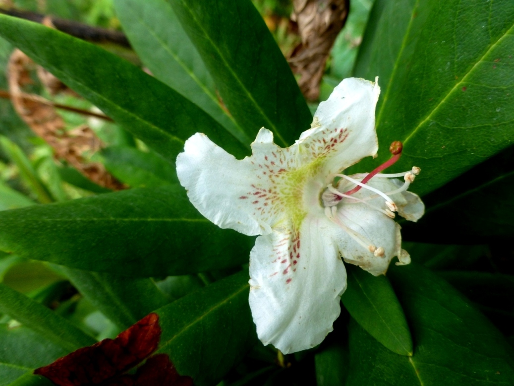 Image of Rhododendron caucasicum specimen.