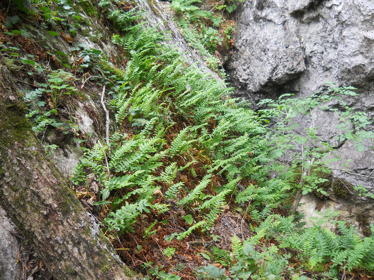 Изображение особи Polypodium vulgare.