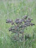 Nonea rossica