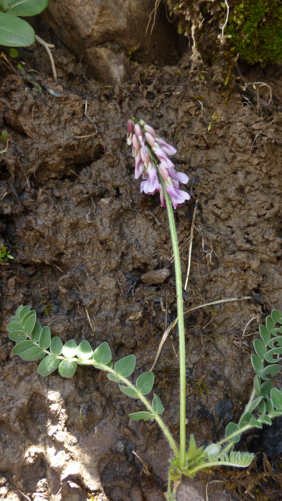 Image of genus Astragalus specimen.