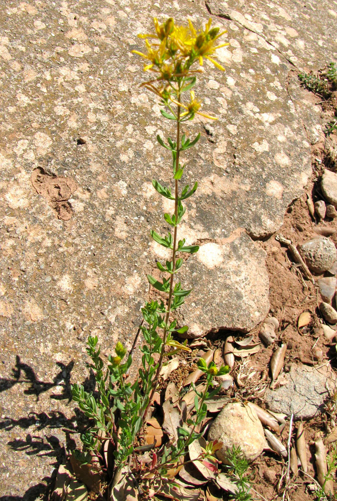 Изображение особи Hypericum veronense.