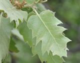 Quercus ithaburensis ssp. macrolepis