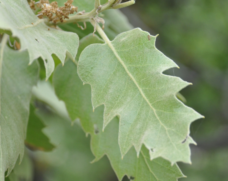 Image of Quercus ithaburensis ssp. macrolepis specimen.