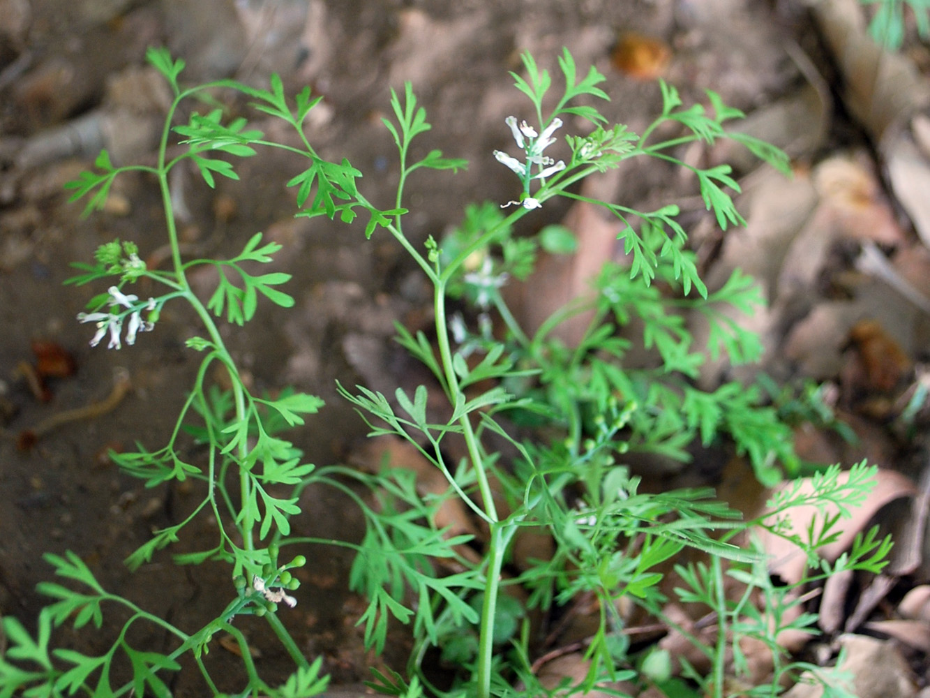 Image of Fumaria parviflora specimen.