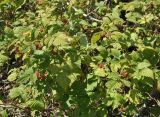 Rubus matsumuranus. Плодоносящие растения. Хабаровский край, Амурские столбы. 22.07.2012.