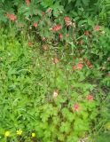 Aquilegia canadensis