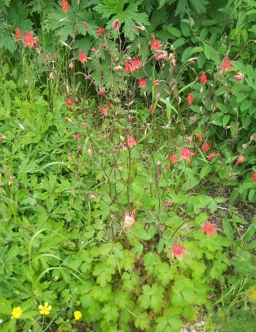 Изображение особи Aquilegia canadensis.