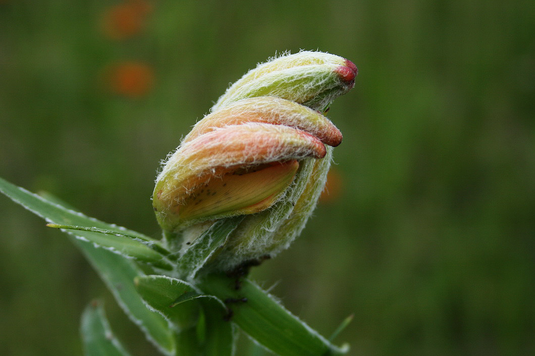 Image of Lilium pensylvanicum specimen.