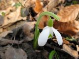 Galanthus plicatus. Цветущее растение. Крым, Бахчисарайский р-н, Большой каньон, урочище Чаин-Су. 15.03.2011.