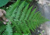 Athyrium monomachii. Часть вайи с сорусами. Приморье, Сихотэ-Алинь, долина р. Заболоченная, опушка широколиственного леса. 08.08.2012.