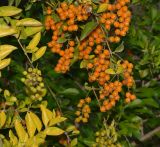 Duranta erecta