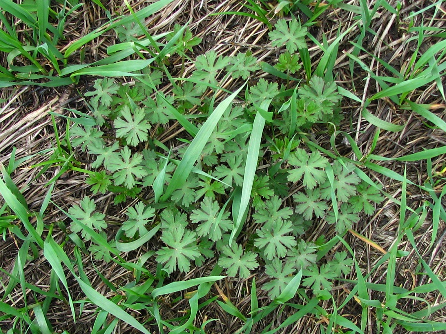 Изображение особи род Geranium.