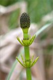 Equisetum fluviatile. Верхушка побега со стробилом. Ленинградская обл., Ломоносовский р-н, окр. с. Бол. Забородье, влажный луг. 03.06.2012.