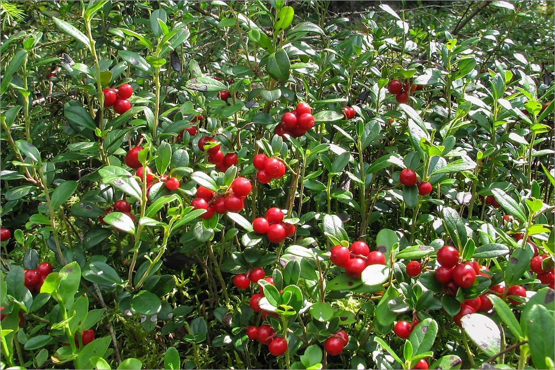 Image of Vaccinium vitis-idaea specimen.