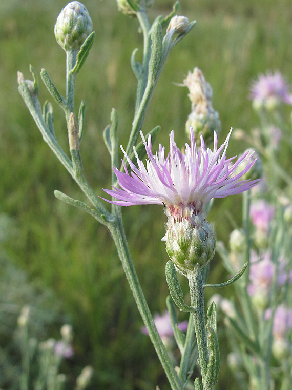 Изображение особи Centaurea majorovii.